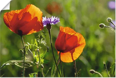 Produktbild von ARTland Poster Mohnblumen im Frühling I Größe: 90x60 cm