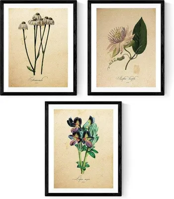 Productafbeelding van SnelShoppen - Infusion Folie Verpakking Posters Botanie Decoratie - 250g Hoogwaardige Papier - Wanddecoratie voor Thuis - Perfect voor Kantoor, Woonka