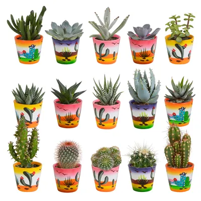 Produktbild von Kaktus und Wicken Mix 5,5 cm | 15 Stück