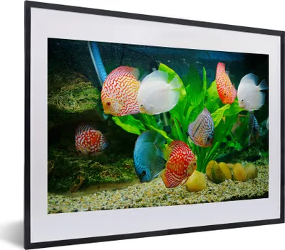 Produktbild von MuchoWow® MuchoWow® Gerahmtes Poster Fische in einem Aquarium 40x30 cm - Poster mit zchwarzem Bilderrahmen - Bilderrahmen - Poster im Rahmen