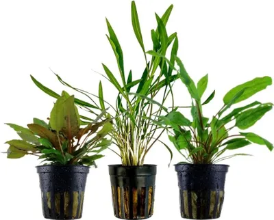 Produktbild von Cryptocoryne Set mit 3 Pflanzen Aquariumpflanzen Wasserpflanzen AquaOne Set 238