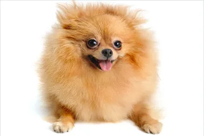 Produktbild von Wallario Premium Vliestapete Fototapete Lustiger niedlicher Spitz in der Größe 400 x 267 cm, extra dick, wird in 5 Teilen geliefert