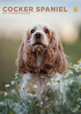 Productafbeelding van Cocker Spaniel kalender 2027, formaat A3
