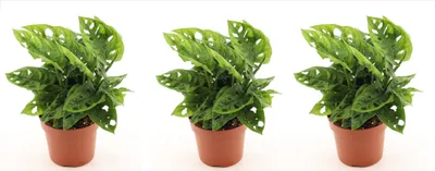 Produktbild von 3 x Monstera adansonii 25cm Zimmerpflanze