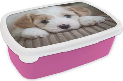 Produktbild von KitchenYeah® Lunchbox Brotzeit Brotdose 17x11 cm Nahaufnahme eines Cavachon-Welpen Kinder Brotzeitdose - Lunchpaket - Brotkasten  - Sandwich Box