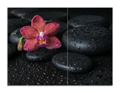 Produktbild von Wallario Herdabdeckplatte aus Glas, Größe 70 x 52 cm 2-teilig, Motiv Orchideen-Blüte auf schwarzen Steinen, benetzt mit Wasser-Tropfen
