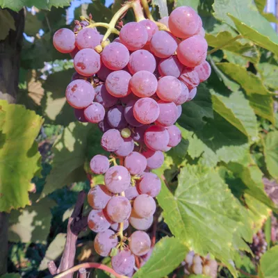 Produktbild von Weinrebe Reliance kernlos, Erdbeergeschmack, ertragreich, frost- und pilzresistent, 2L Topf