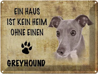 Produktbild von vianmo Blechschild 30x40 cm Greyhound Hund ohne kein Heim