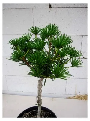 Produktbild von Japanische Schirmtanne Kobito - Zwergschirmtanne - Sciadopitys verticillata