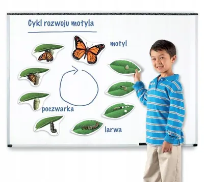 Produktbild von Learning Resources LER6043, 5 Jahr(e), Mehrfarbig