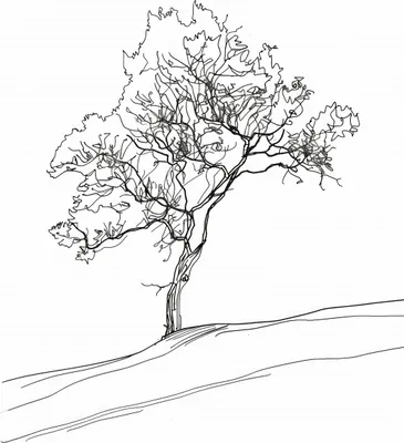 Produktbild von Poster 64x90cm Baum im Umriss