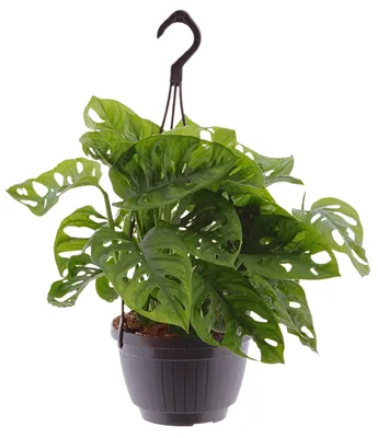 Obrázek produktu pro Monstera adansonii, závěsný květináč, výška 40 cm