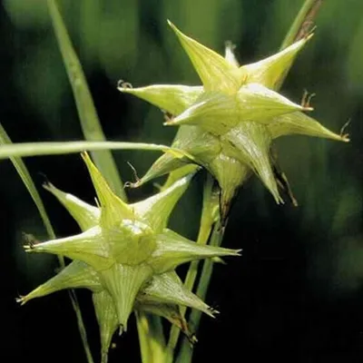Produktbild von 6 x Morgenstern Segge - Carex Grayi  | Topf 9cm x 9cm