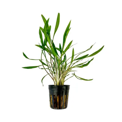 Produktbild von Aquarium Pflanze Cryptocoryne pink panther Wasserpflanzen Deko AquaOne Nr.309P