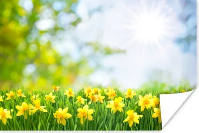 Produktbild von MuchoWow® Poster Blumen - Frühling - Gelb 180x120 cm - Fotoplakat