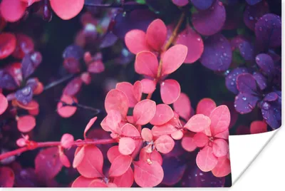 Produktbild von MuchoWow® Poster Blumen - Lila - Natur 90x60 cm - Schlafzimmer