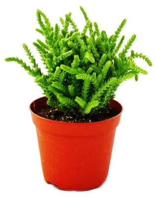 Obrázek produktu pro Sukulentní - Crassula lycopodioides - myší ocásek - v kvetináci 8,5 cm