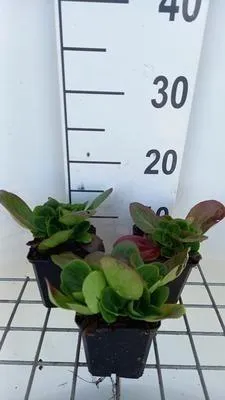 Produktbild von 6 x  Bergenia hybr. 'Baby Doll' - pseudodictamnus - Topf 9 x 9 cm