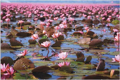 Produktbild von Wallario Wandbild Seerosenlandschaft mit rosa Blüten, Größe: 61 x 91,5 cm, Poster mit rahmenlosen Bildhalter