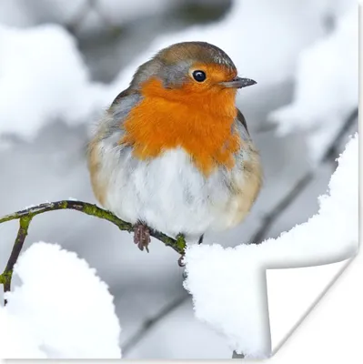 Produktbild von MuchoWow® Poster Rotkehlchen - Schnee - Winter 100x100 cm - Babyzimmer