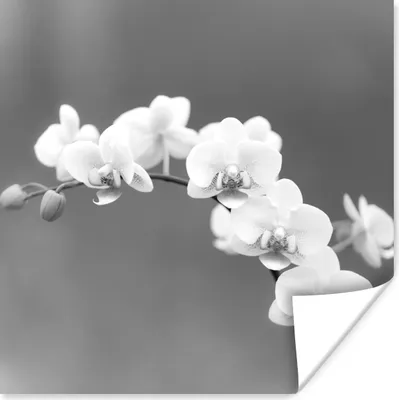 Produktbild von MuchoWow® Poster Orchidee - Blumen - Pflanze - Weiß - Lila 50x50 cm - Wohnzimmerdekoration