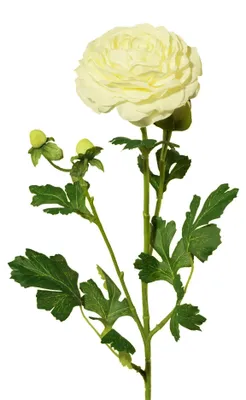Produktbild von Künstliche Ranunkel ca. 56cm. Kunstblume Dekoblume Dekozweig. Creme