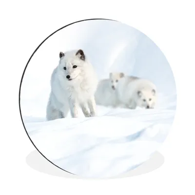 Produktbild von MuchoWow® Aluminium Wandkreis Polarfüchse - Schnee - Tiere Ø 30 cm Wanddeko Modern Wohnzimmer - Wand Bild - Wohnzimmer - Runde Bilder - Alubilder - Kunst für zu Hause - Aluminium - Wanddekoration
