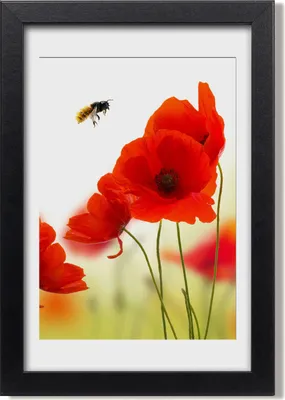 Produktbild von Bild 20x30 MDF-Rahmen, Wandkunst Feldmohnblumen