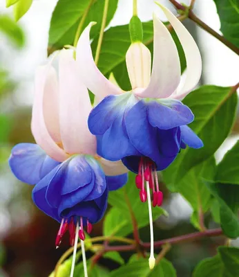 Produktbild von BALDUR Garten 6x Winterharte Fuchsie Blue Sarah, Pflanzen im 9x9 cm-Topf, echte Rarität wegen ihrer blauen Farbe, halbschattiger bis schattiger Standort, sehr blühfreudig & winterhart bis -5 °C