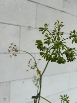 Produktbild von Schottischer Liebstöckel - Ligusticum scoticum