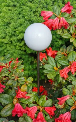 Produktbild von Rosenkugel 10 cm Edelstahl weiß poliert mit Stab 80 cm Beetstecker Gartenstecker