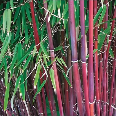 Produktbild von Stauden Gänge 10 x Fargesia scabrida 'Asian Wonder' im C2 Topf - Roter Gartenbambus - Ein Hauch Asiens mit kraftvollem Wuchs - keine Wurzelausläufer