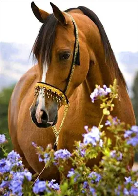 Produktbild von Norimpex Diamantov maloven Horse Zä rtlichkeit 30x40cm