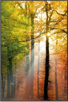 Produktbild von Wallario Wandbild Sonnenuntergang im Herbstwald, Größe: 61 x 91,50 cm, Poster mit schwarzem Aluminiumrahmen