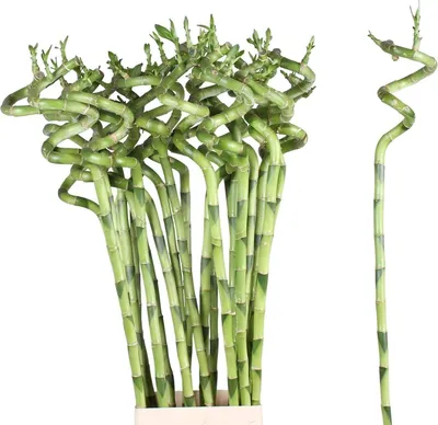 Productafbeelding van JUNAVERA Dracaena sanderiana Lucky Bamboo spiraal | 60 cm hoog | decoratieve terrariumplant en kamerplant