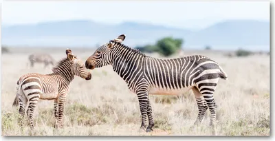 Produktbild von Tulup® Leinwandbild - 140x70 cm - Wandkunst - Drucke auf Leinwand - Leinwanddruck  - Tiere - Beige - Zebras Berge