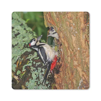 Produktbild von MuchoWow® Mauspad Mousepad Ein Buntspecht füttert seine Kinder im Nest 30x30 cm - Mousepads - Maus Mat - Pad - Mausunterlage - Gaming