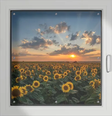 Produktbild von Wallario Lichtschutzbild, Dekorativer Sichtschutz Sonnenschutz 96 x 100 cm mit Motiv: Sonnenblumenwiese vor Wolken mit Sonnenuntergang - Verdunklung ohne Bohren