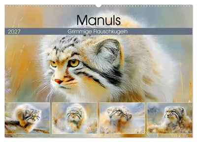Produktbild von Manuls. Grimmige Flauschkugeln (Wandkalender 2027 DIN A2 quer), CALVENDO Monatskalender