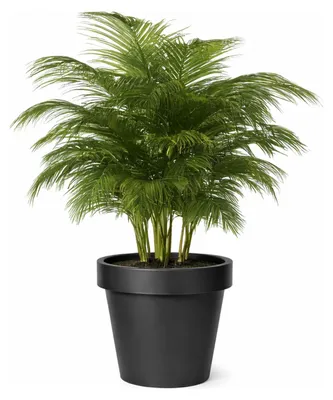 Produktbild von Mega Collections Pflanzentopf/Blumentopf - Kunststoff - schwarz - D40 cm
