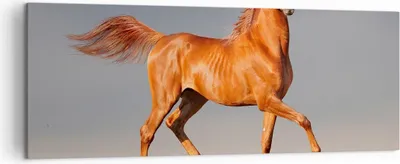 Produktbild von Bild auf Leinwand - Leinwandbild - Tiere Pferd Galopp Geschwindigkeit - 140x50cm - Wand Bild - Wanddeko - Leinwanddruck - Bilder - Kunstdruck - Leinwand bilder - Wandkunst - AB140x50-2590
