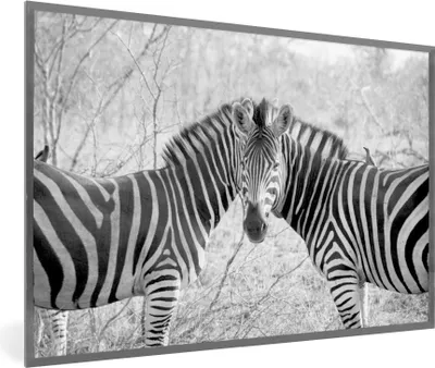 Produktbild von MuchoWow® Gerahmtes Poster Zwei Zebras 30x20 cm - Poster mit Schwarzem Bilderrahmen Wandposter Rahmen Foto Bilder - Kunstdruck - Bild-Poster