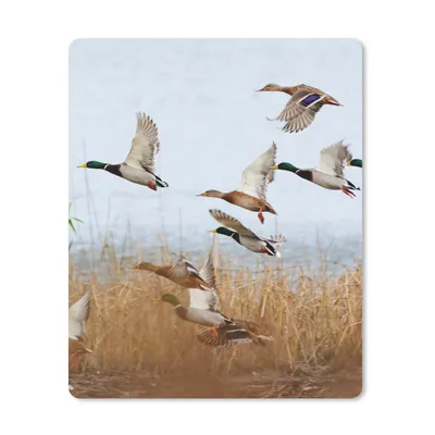 Produktbild von MuchoWow® Mauspad Mousepad Ente - Vogel - Schilf - Wasser - Enten 30x40 cm - Mousepads - Maus Mat - Pad - Mausunterlage - Mausmatten