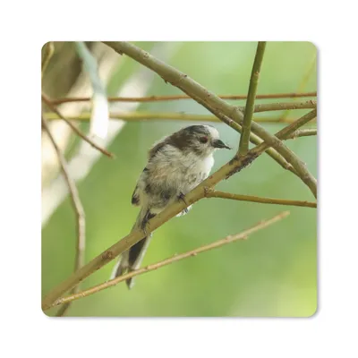 Produktbild von MuchoWow® Mauspad Mousepad Vogel zwischen den Zweigen 30x30 cm - Mousepads - Maus Mat - Pad - Mausunterlage - Gaming