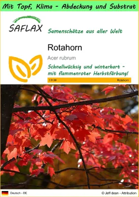Produktbild von SAFLAX Garden to go - Rotahorn - Acer rubrum - 20 Samen - Mit Topf, Klima - Deckel und Anzuchtsubstrat
