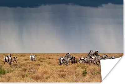 Produktbild von MuchoWow® Poster Gruppe von Zebras in freier Wildbahn 90x60 cm - Schlafzimmer