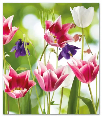 Produktbild von Wallario Herdabdeckplatte aus Glas, Größe 52 x 60 cm 1-teilig, Motiv Blühende Blumen im Frühling in pink und weiß
