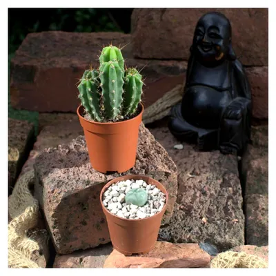 Produktbild von Lophophora williamsii und Trichocereus bridgesii