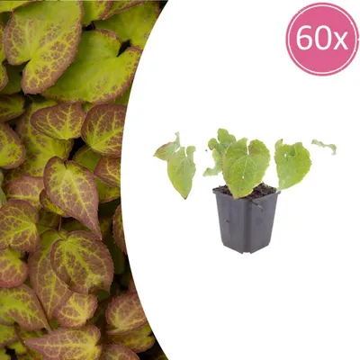 Produktbild von Epimedium perralc. 'Frohnleiten' | 60 Stück - 10-25cm - Ø9cm - Gartenpflanze