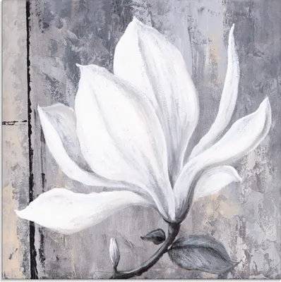 Produktbild von ARTland Glasbild Klassische Magnolie Größe: 50x50 cm
